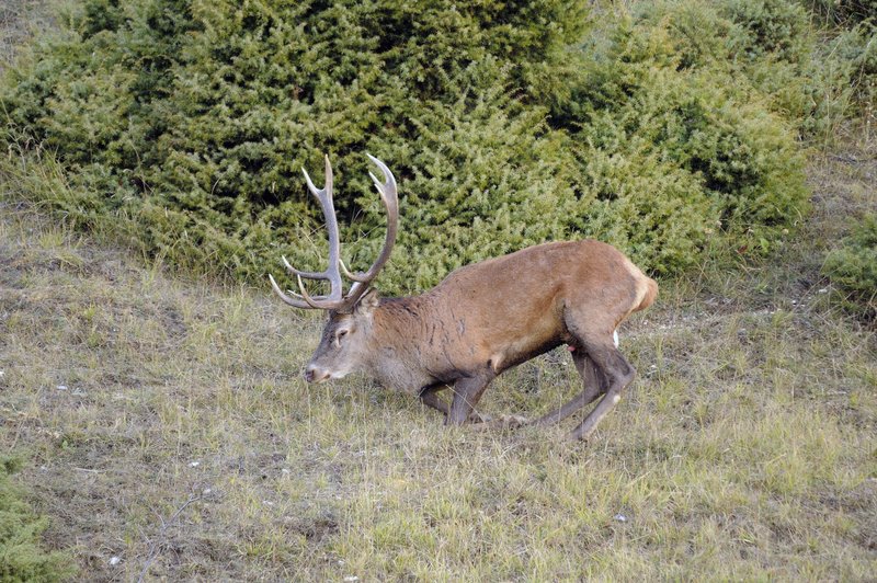 Un''arena molto contesa